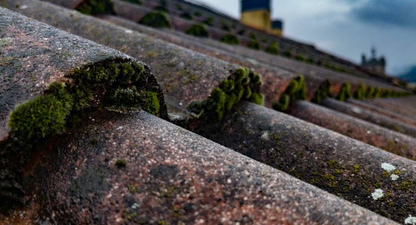 Professioneel dakpannen vervangen door ervaren specialisten