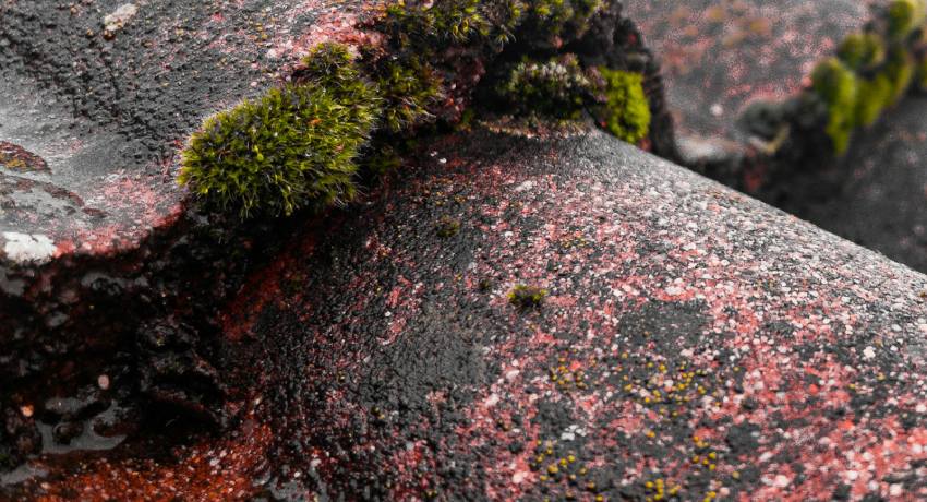 Professionele dakpannen renovatie door Dak en Gevel Renovaties in Uden