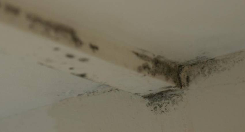 Vocht in muur behandelen: professionele aanpak voor het oplossen van vochtproblemen door Dak en Gevel Renovaties.